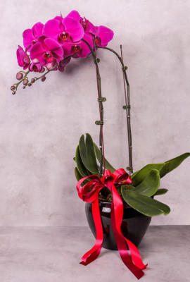 Purple Orchid